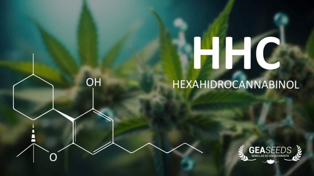 ¿Qué es el HHC? Todo lo que Necesitas Saber sobre este Nuevo Cannabinoide